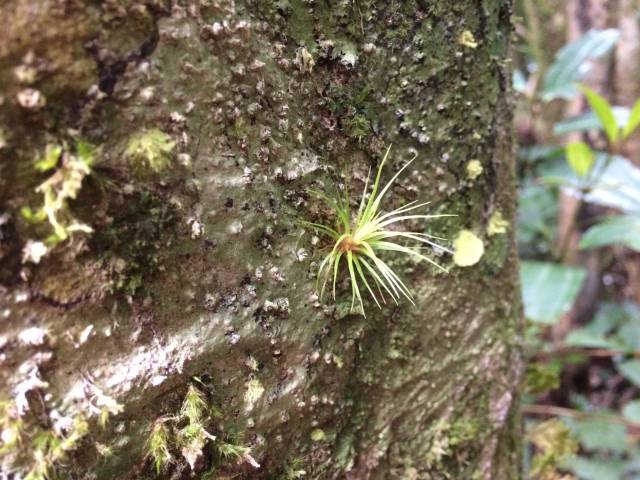 Bromiliad in the cloud forest at Monteverde National Park, Costa Rica.