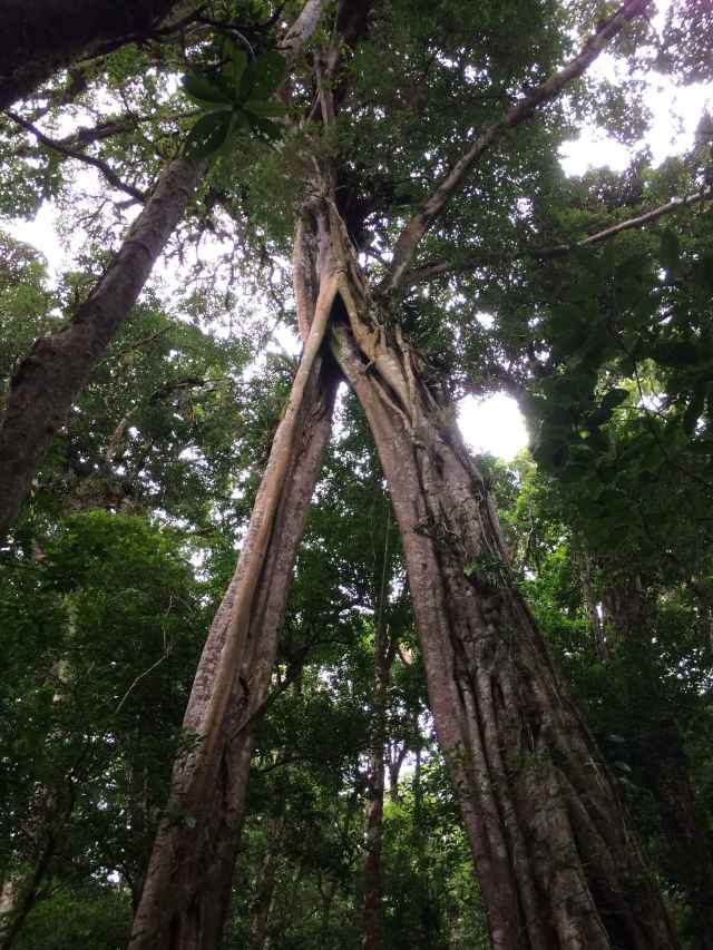 Matapalo tree (strangler fig) at Monteverde National Park, Costa Rica.