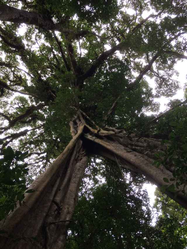 Matapalo tree (strangler fig) at Monteverde National Park, Costa Rica.