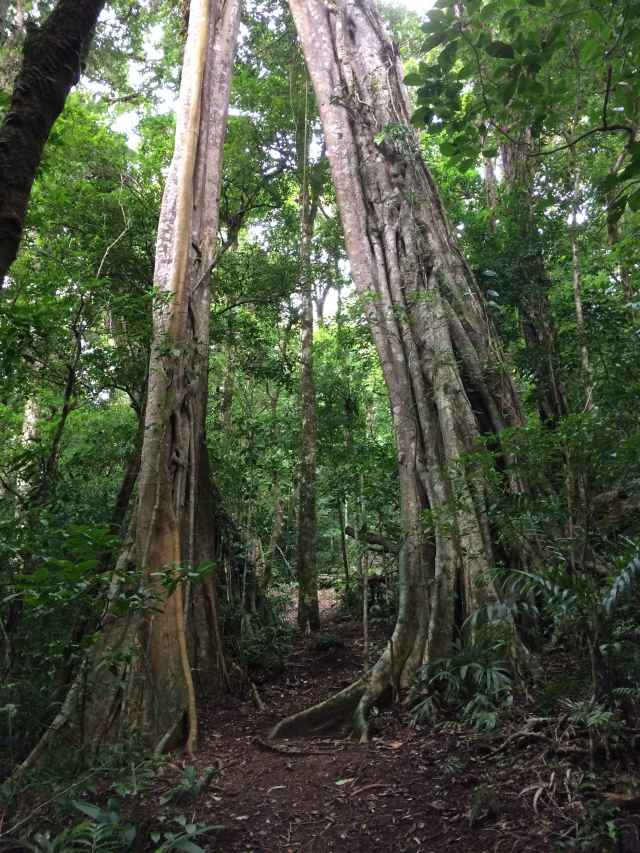 Matapalo tree (strangler fig) at Monteverde National Park, Costa Rica.