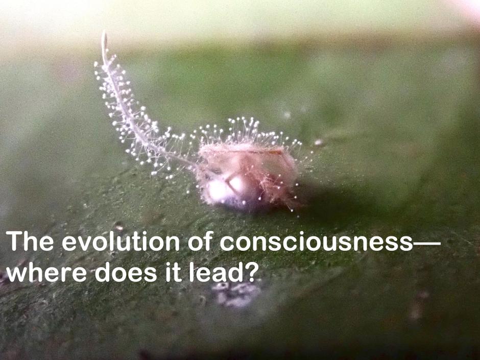 Cordyceps fungus possibly on a spider